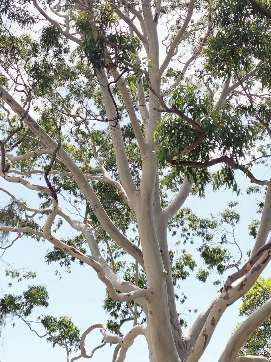 Australian gum tree against a pale sky