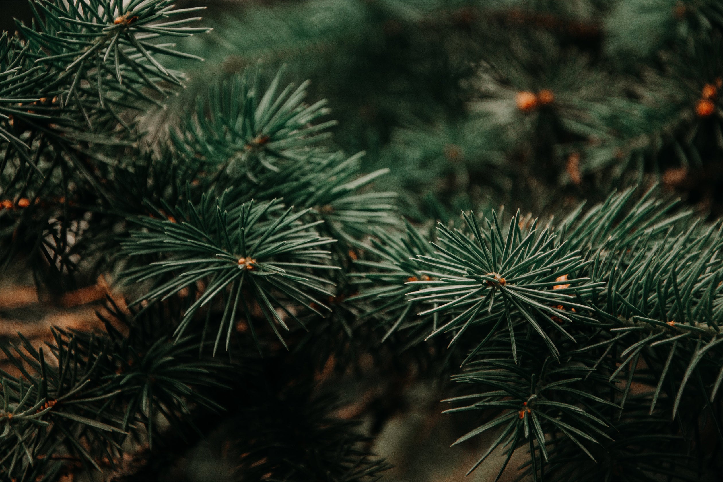 10 Tips to Plan for a Stress Free and Organised Christmas