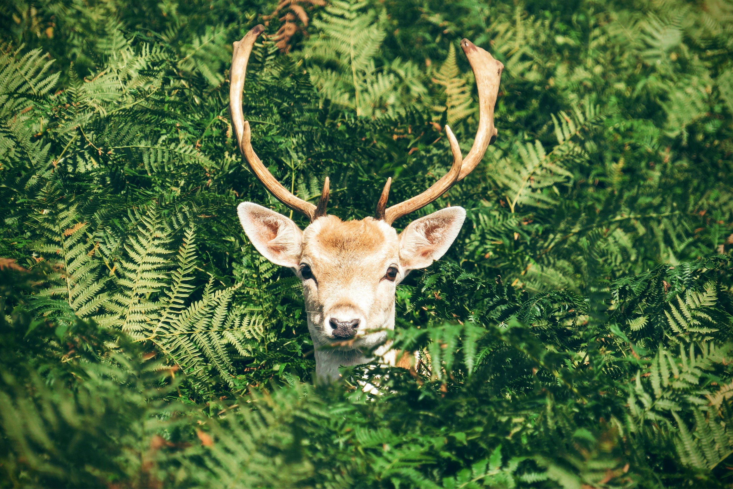 8 Eco-Friendly Christmas Ideas to Inspire You (Part 2)