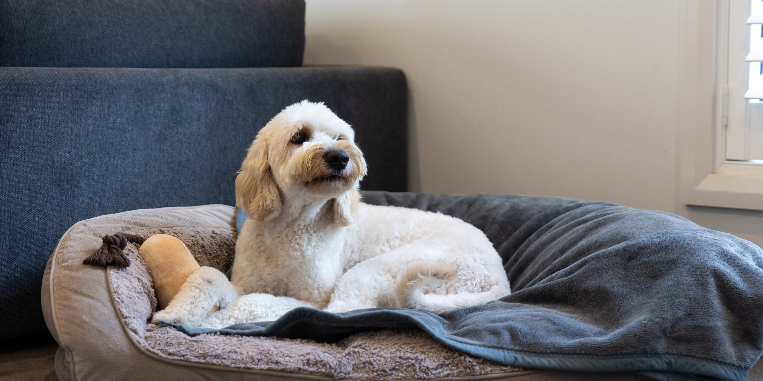 In the Spotlight for World Animal Day: Choose Cruelty Free