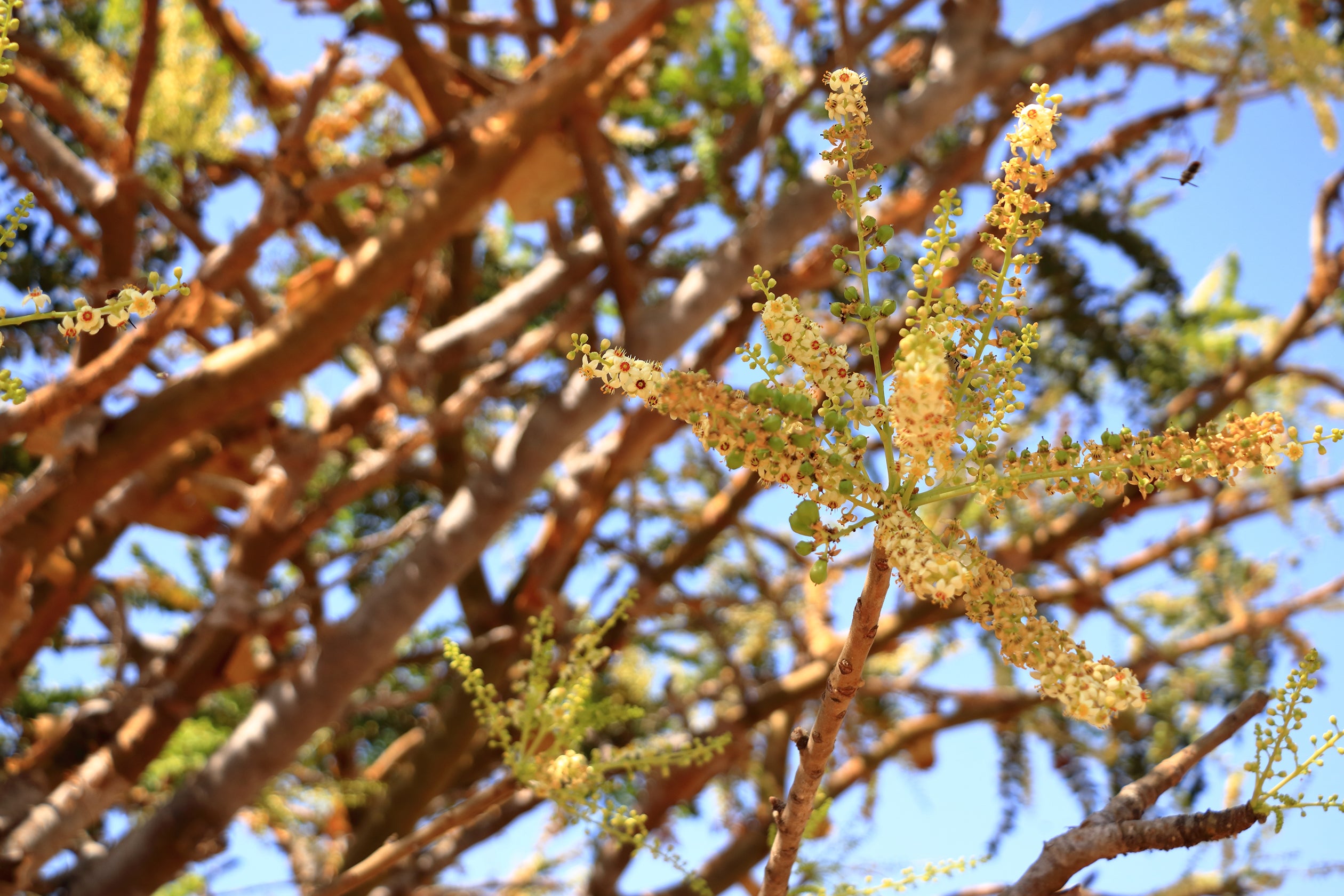 What is Frankincense Essential Oil &amp; Why Should I Use it?