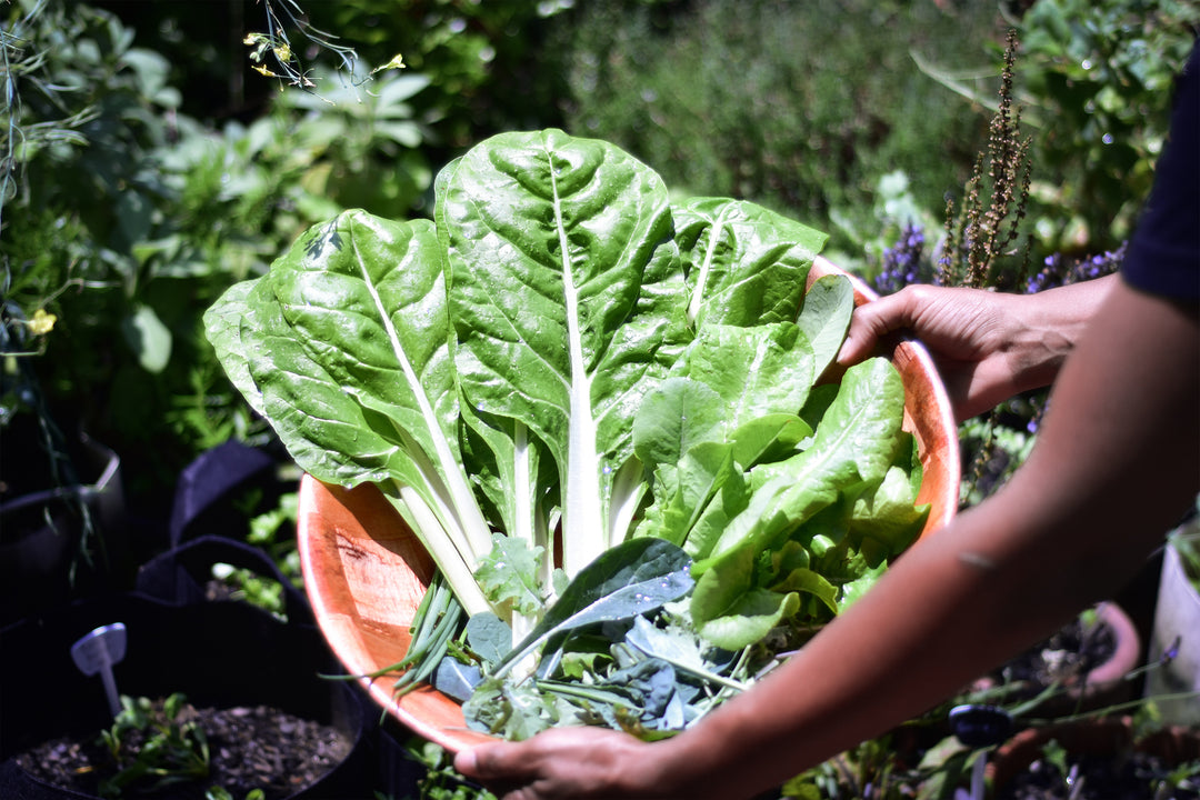 10 Sustainable Kitchen Hacks