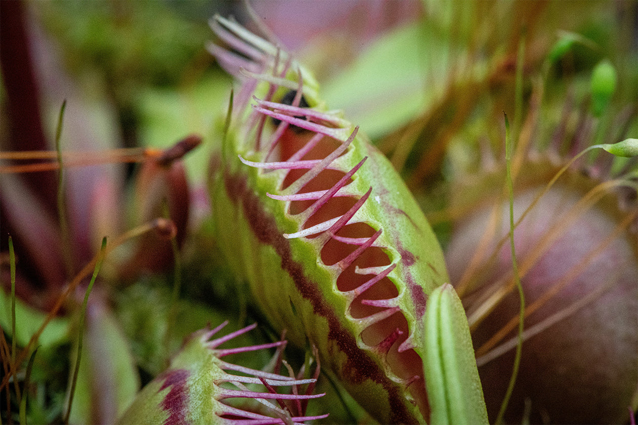 Natural Ways to Deter Bugs and Pests
