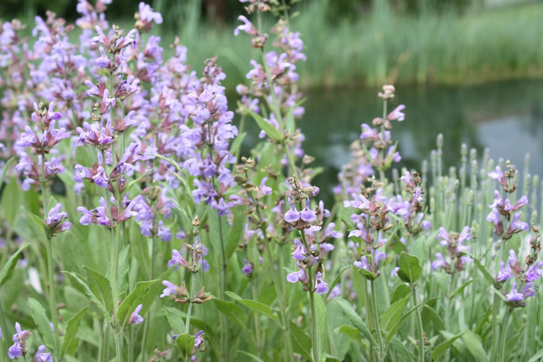 Get a Good Night’s Sleep with Clary Sage Essential Oil