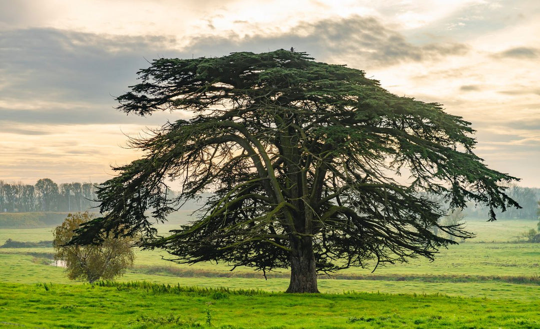 Mighty-Atlas-Cedar-Tree