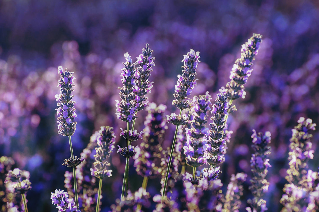 Lavender Essential Oil - Your Most Frequently Asked Questions