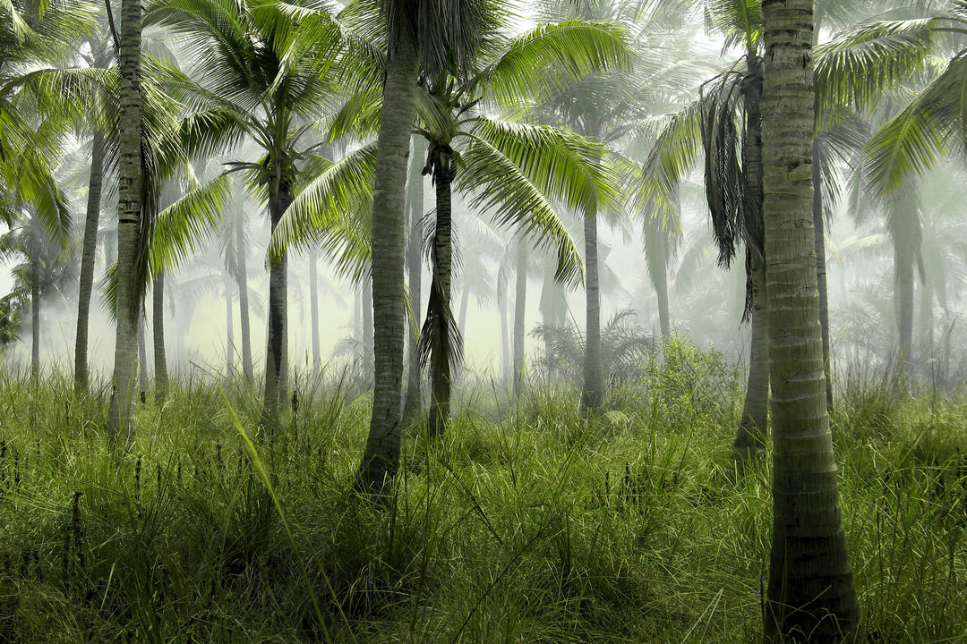 In the Spotlight: The Truth about Palm Oil