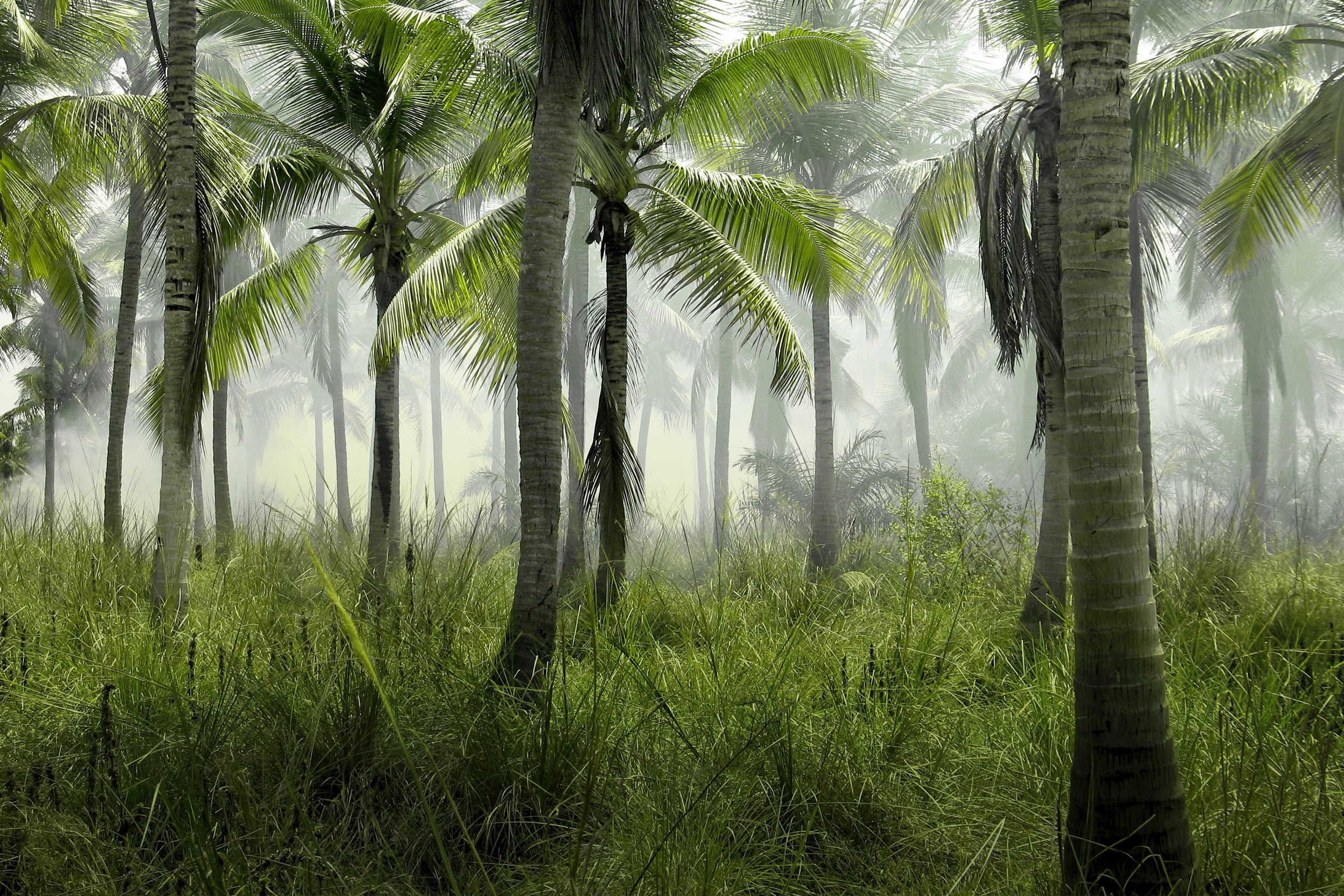 In the Spotlight: The Truth about Palm Oil