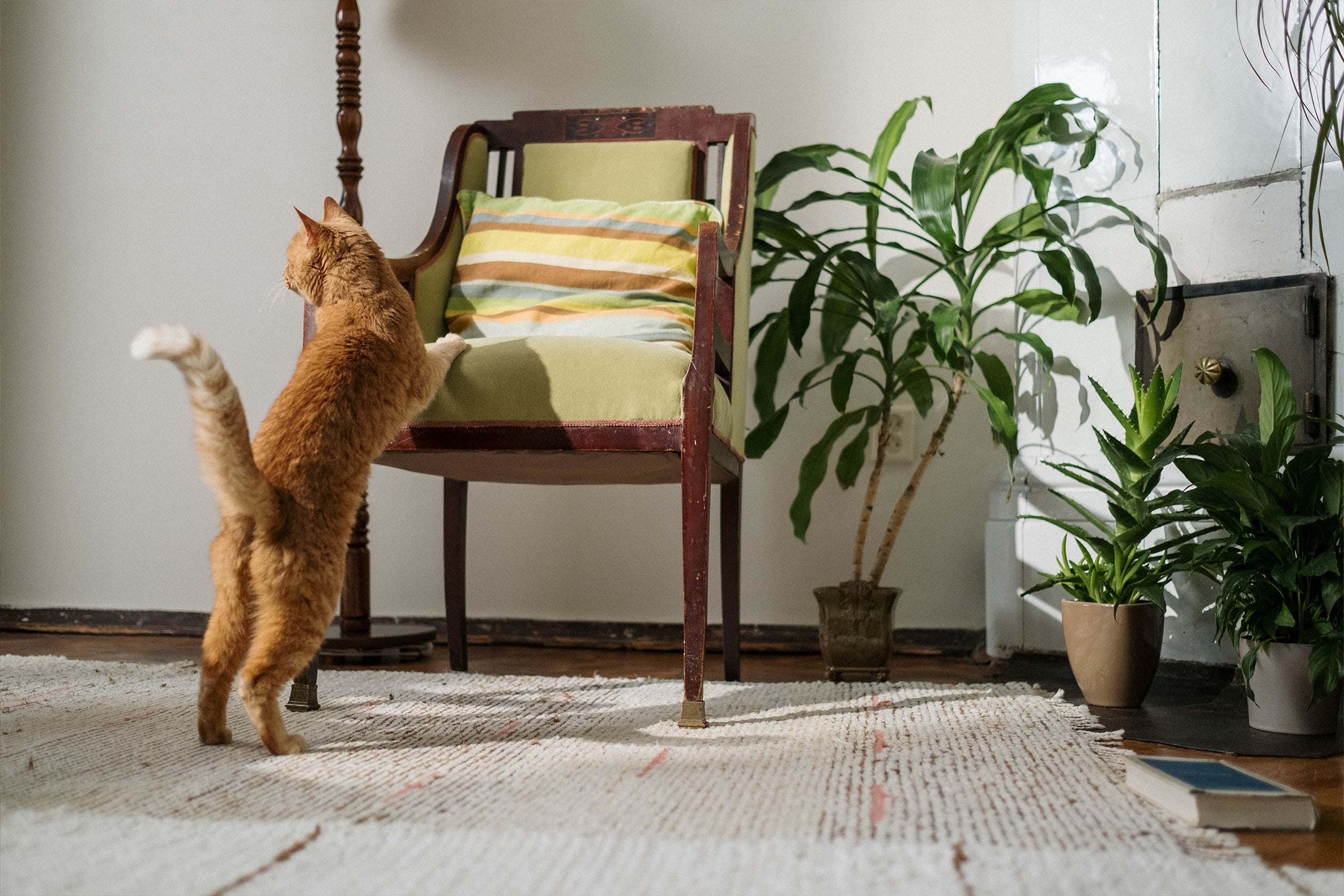 3 Essential Steps for Clean Carpets