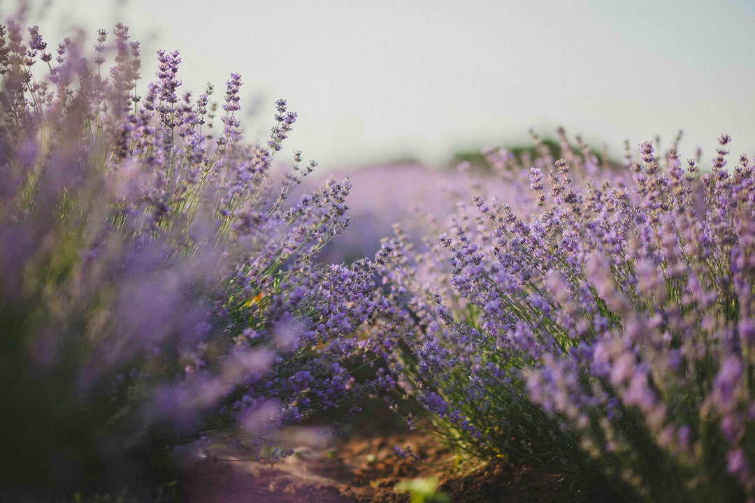 Keep Calm with Lavender Essential Oil