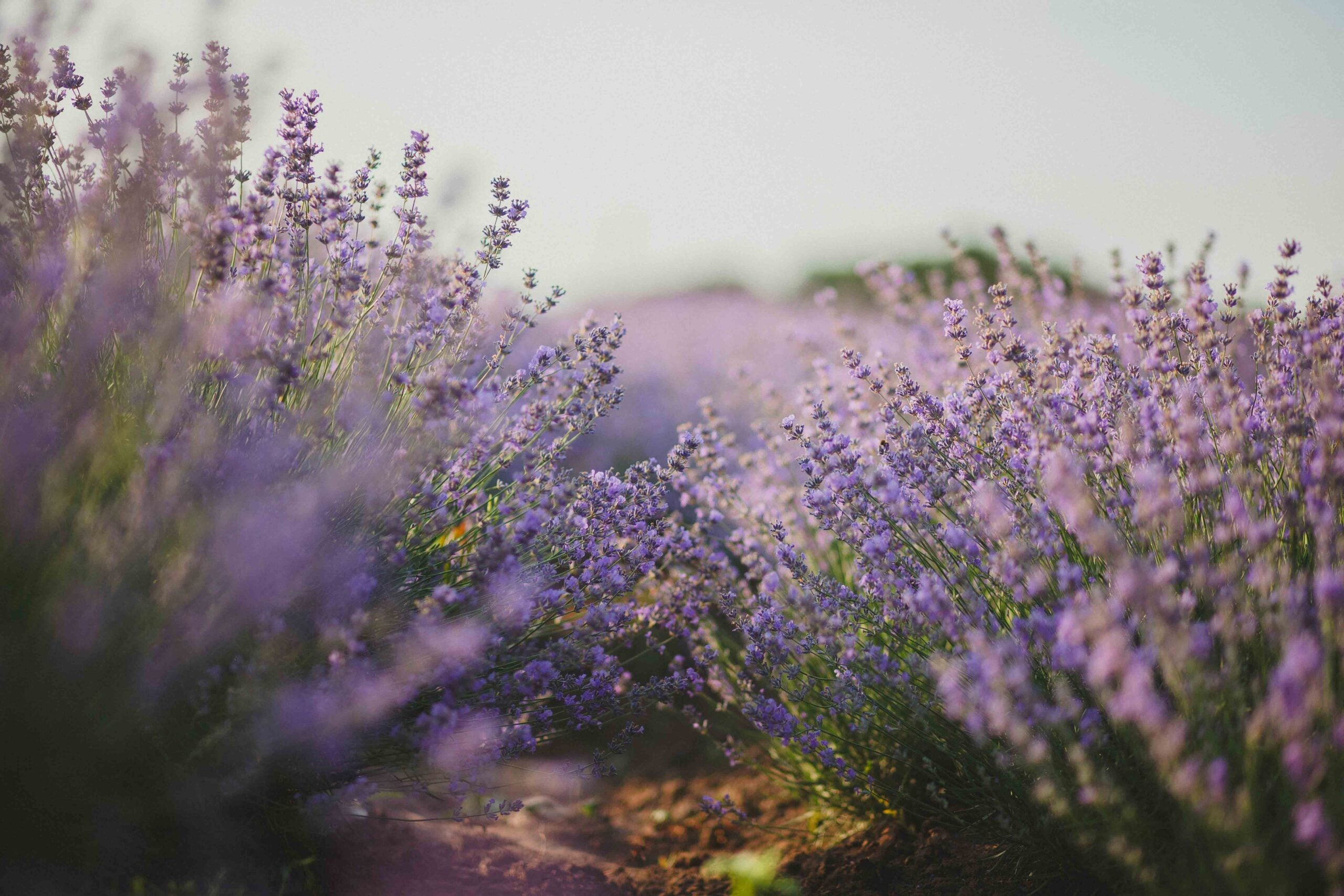 Keep Calm with Lavender Essential Oil