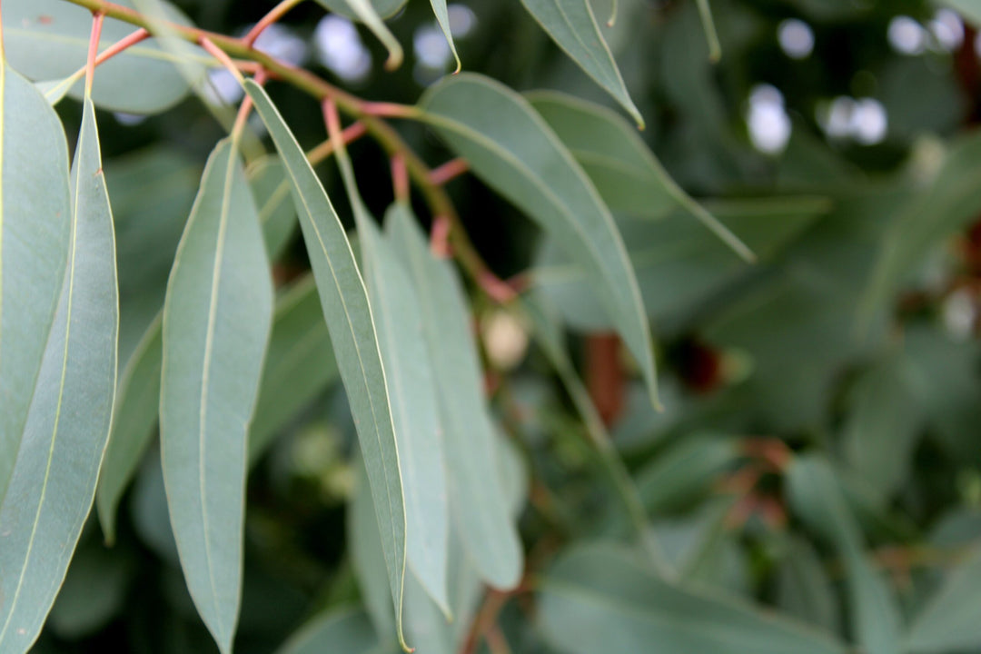 An Australian Favourite: Eucalyptus (Radiata) Essential Oil