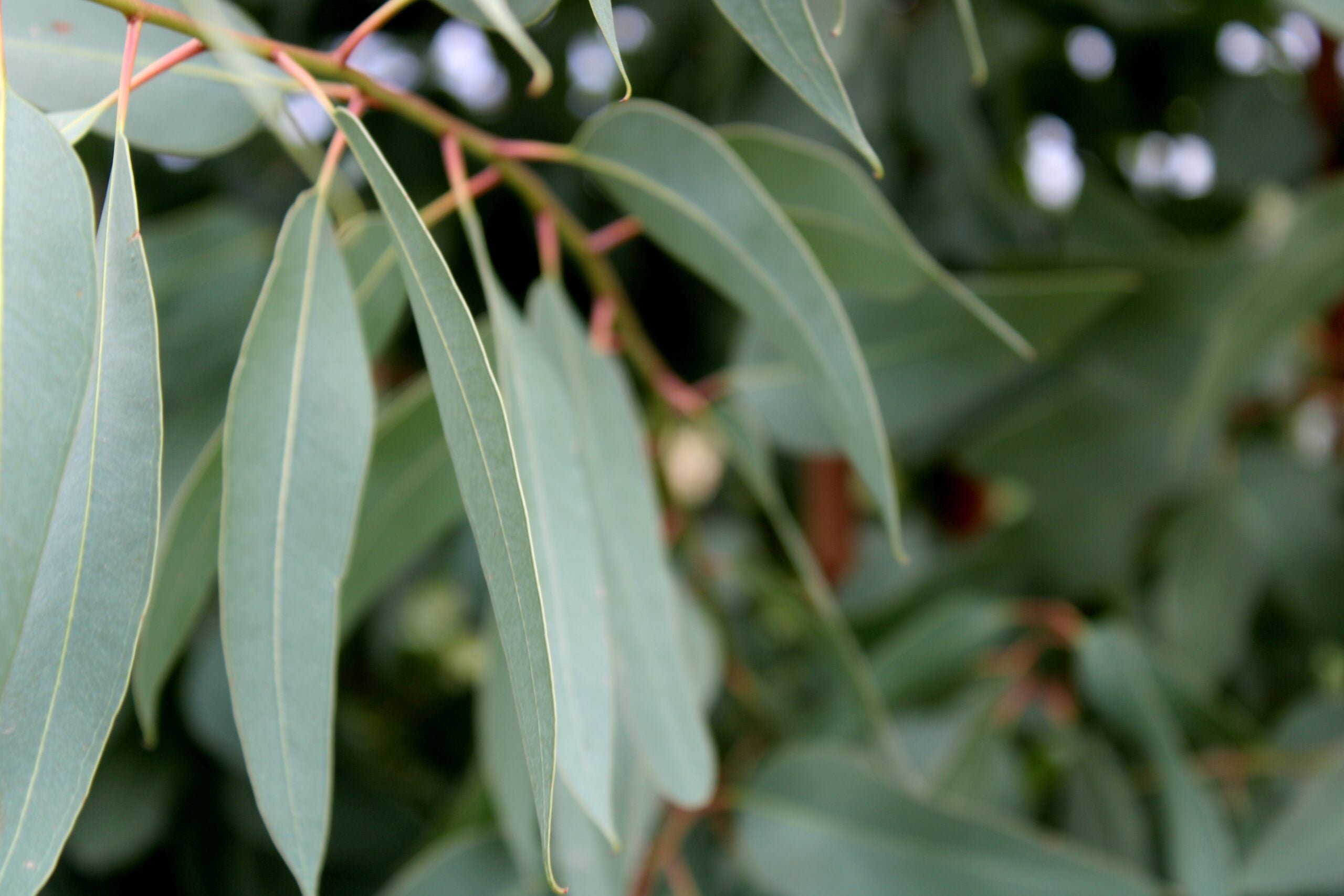 An Australian Favourite: Eucalyptus (Radiata) Essential Oil