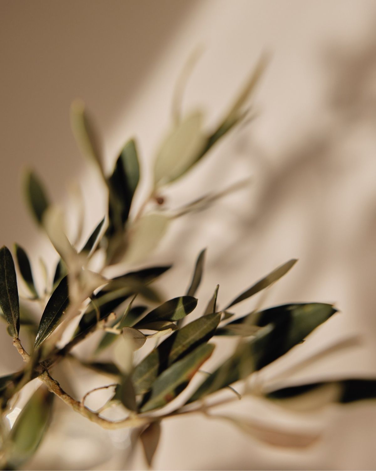 Olive branch in golden-hour light