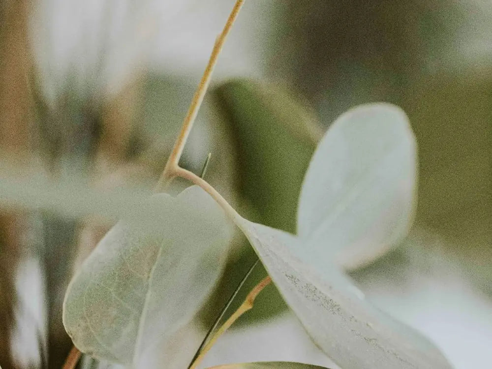 Eucalypt foliage in soft light