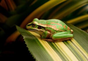 The_Green_and_Golden_Bell_Frog